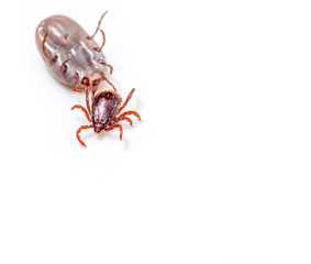 Dog Tick on a skin under fur Sucking the blood of dogs and insect spreading pathogens. Clean your...