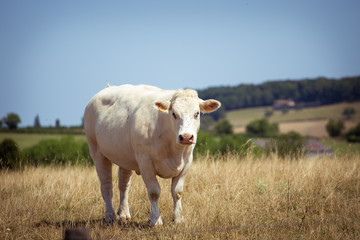 Theme is agriculture and divorce of cattle. One white cow stands, walks on the field with yellow grass against of the hills outside the city in village in the summer in the Burgundy region in France