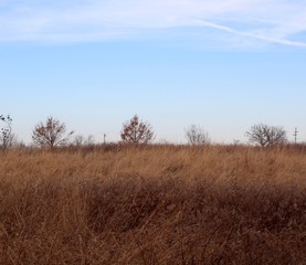 Fototapeta premium The yellow tall grass prairie in the countryside.