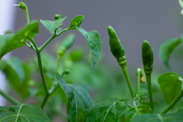 Thai pepper or Chilli Padi, Bird Chilli, Prik ( Capsicum annuum ) on the trees.