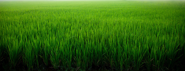 Meadow field or Green Terraced Rice Field in Asia Thailand . Freedom Refreshed grass cold weather...