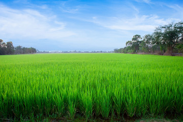 Fototapeta premium Meadow field or Green Terraced Rice Field in Asia Thailand . Freedom Refreshed grass cold weather Feeling in garden Joyful at times of morning . beautiful day concept.
