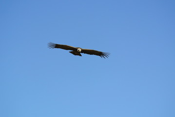 Fototapeta na wymiar Condor, Colca-Canyon, Peru
