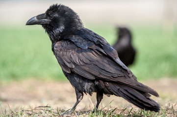 Raven (Corvus corax).  Black crow isolated on natural background.