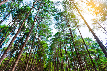 Naklejka premium Beautiful in the morning sunshine in the forest with pine trees.