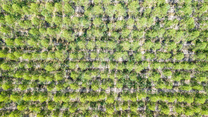 Eucalyptus tree forest for pulp industry