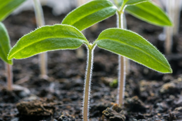 The tomato seedlings against the background of the soil. Selective focus.