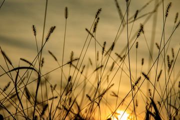 Obraz premium 荒川堤防 344