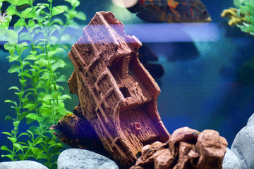 Beautiful and creative design of the aquarium-sunk ship on a blue background. Horizontal photography