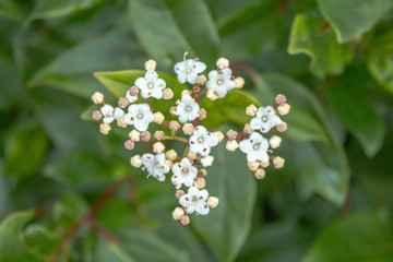White Viburnum Flower Standing Out from Green Leaves