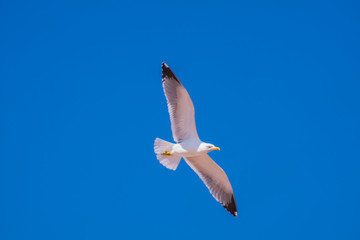 seagull mouette sky 