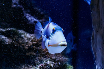 Fish Painted Triggerfish Rhinecanthus aculeatus