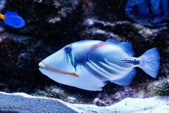 Fish Painted Triggerfish Rhinecanthus aculeatus