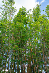 蓬莱竹と青空　The bamboos with the sky