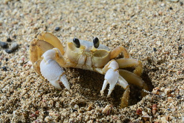 Crabe Isla Mamey au Panama - Crab Mamey island in Panama
