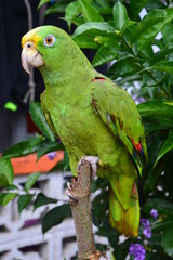 Perroquet Vert portobelo Panama - Green Parrot Portobelo Panama