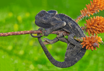 Green chameleon - Stock Image