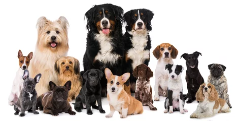  Groep honden geïsoleerd op witte achtergrond © DoraZett