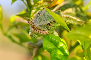 Green chameleon - Stock Image