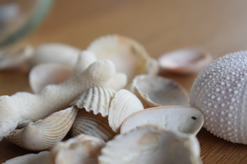 Sea shells