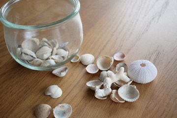 Sea shells