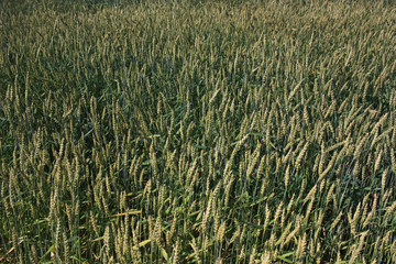 Green rye ears in a field
