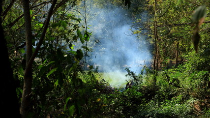 Fototapeta na wymiar Smoke in the forest