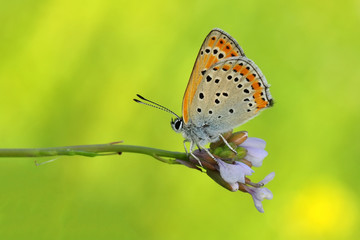 Closeup  beautiful butterflies sitting on flower