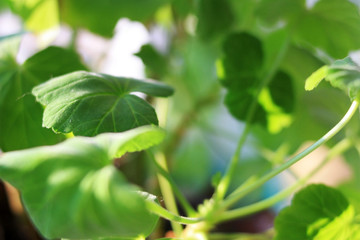 Fototapeta na wymiar Green young leaves