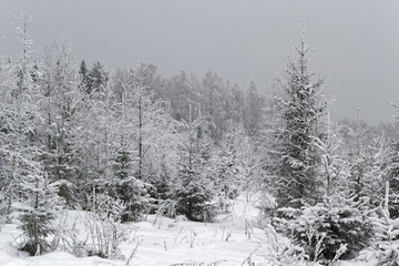 Winter forest. Trees in the snow.