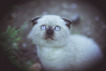 kitten with blue eyes