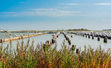 rookery in estuary with  seagulls and parasailing kite surf with