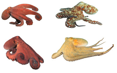 Reef Octopus isolated on white background   