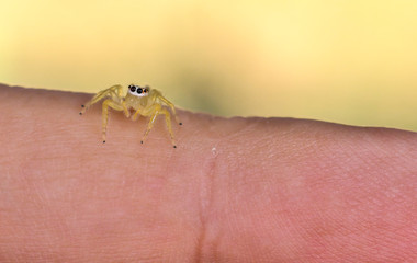  close up little spider on fingers
