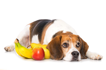 Beagle dog with fruits isolated on white background