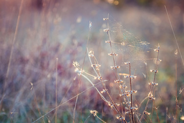 spider web on a plant in the sunset light