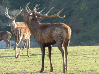 Cerf en brame