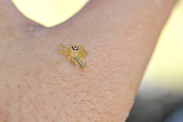  close up little spider on fingers
