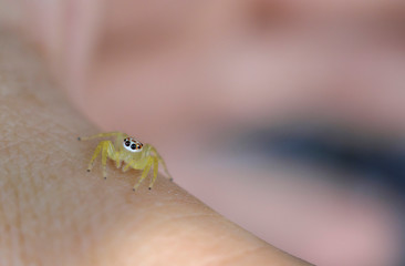  close up little spider on fingers
