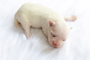 Close-up of a Newborn maltese dog. Beautiful dog color white. 4 day old. Puppy on Furry white carpets. baby dog on Furry carpet. Maltese puppy Sleeping on a carpet of fleece. Selective focus.