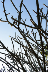 frangipani plumeria flowers branch tree