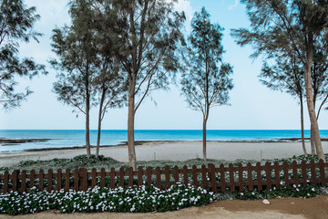 Beautifull oleander fence and sea view