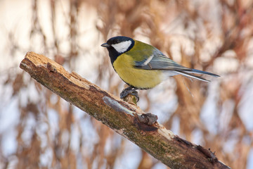 Naklejka premium Great tit sits on a dry branch in the winter forest park.