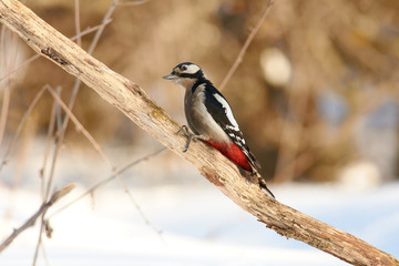 Great spotted woodpecker sits with its head turned on a dry oak branch in the spring forest park.