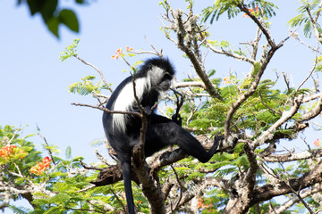 Obraz premium Colobus on tree