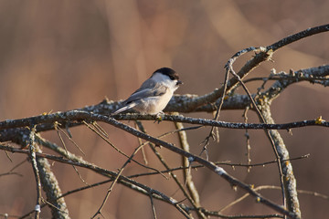 Willow tit sits on a thin branch covered with lichen in a forest park in late autumn.