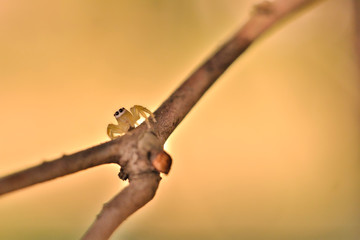Closeup little spider.
