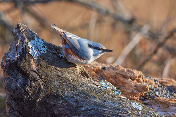 Eurasian nuthatch sits on a large lichen-covered log in a forest park in late autumn.