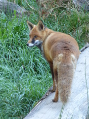 Renard