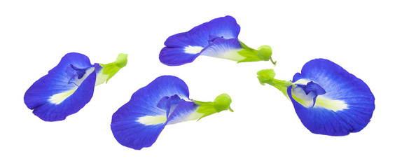 blue pea flowers on white background